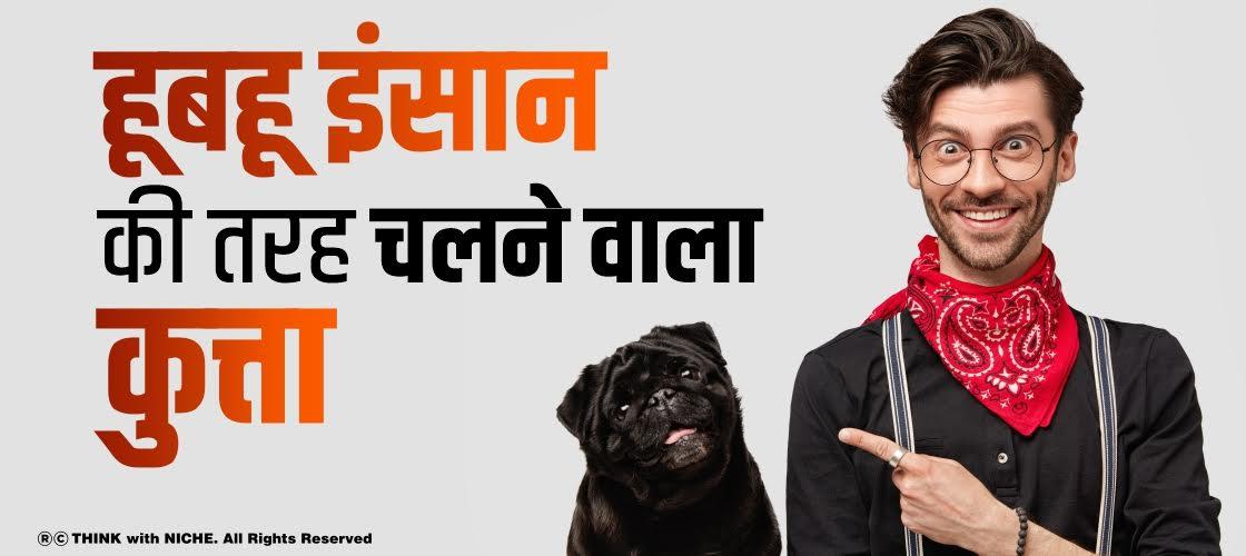 हूबहू इंसान की तरह चलने वाला कुत्ता