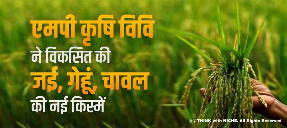 एमपी कृषि विवि ने विकसित की जई, गेहूं, चावल की नई किस्में