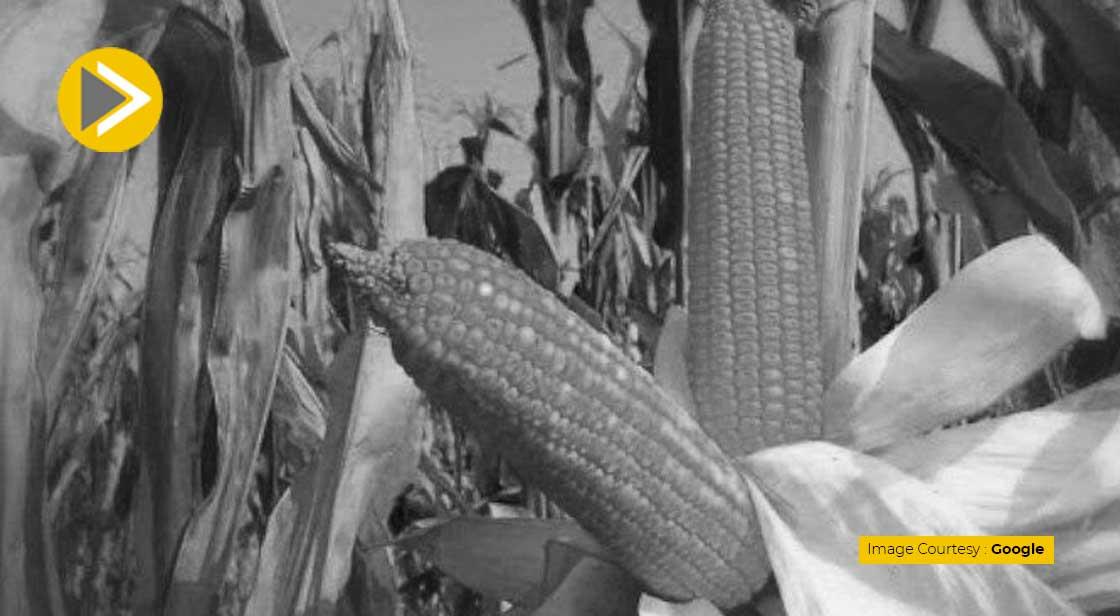 now-the-government-will-promote-maize-cultivation