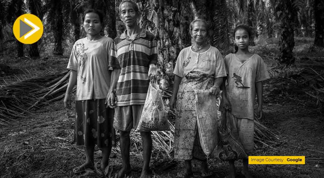 Tribes are Losing Millions of Dollars Due to Palm Oil Companies