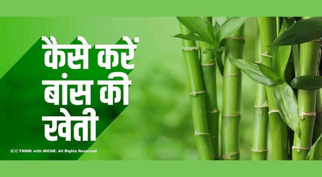 कैसे करें बांस की खेती