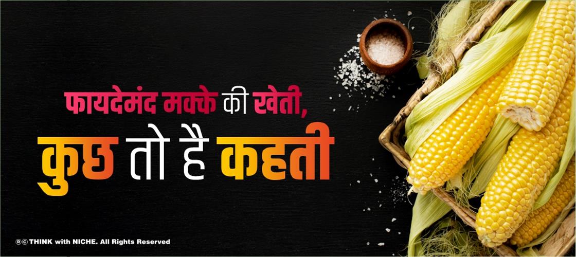 फायदेमंद मक्के की खेती,कुछ तो है कहती