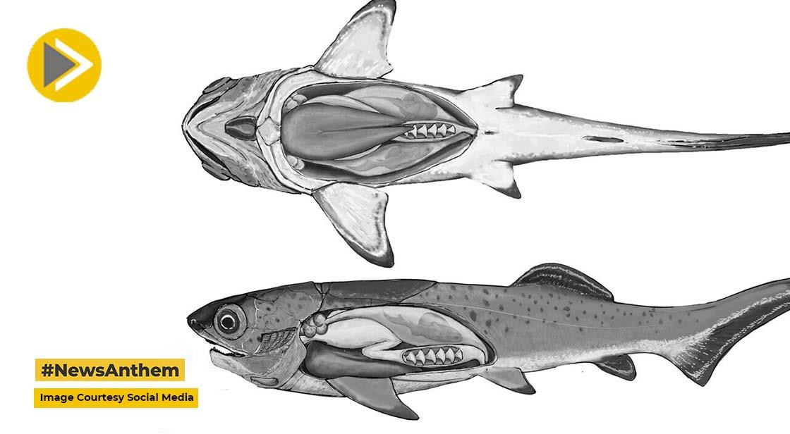 world's Oldest Heart Discovered In A Prehistoric Fish