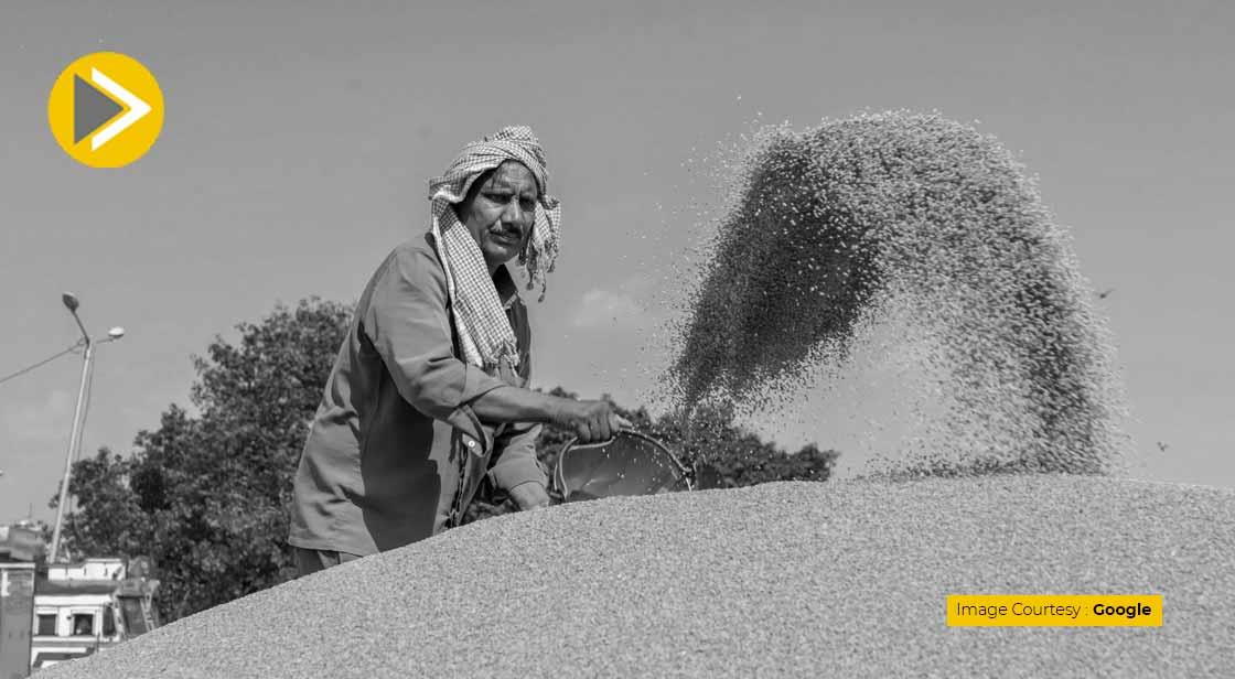 India Has no Plans to Curb Rice Exports