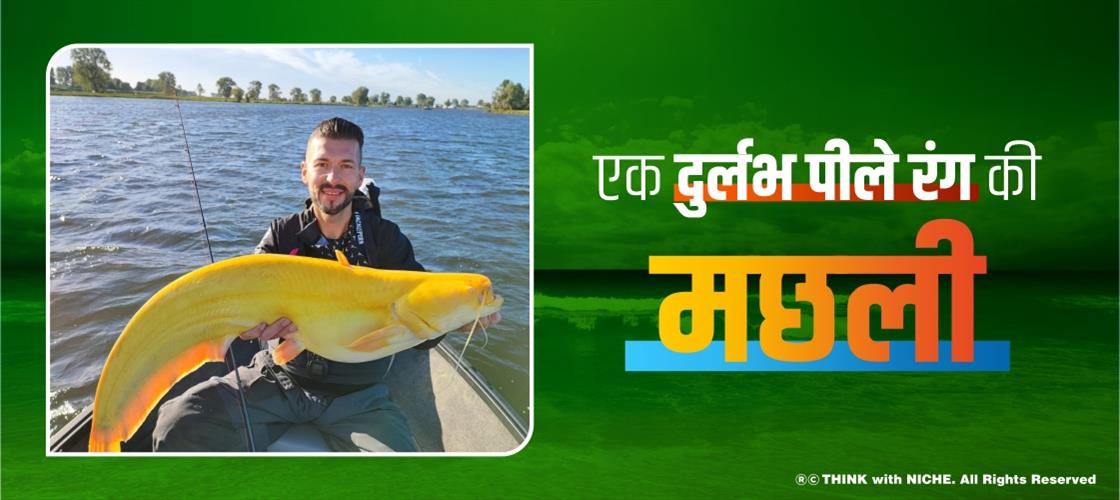 एक दुर्लभ पीले रंग की मछली