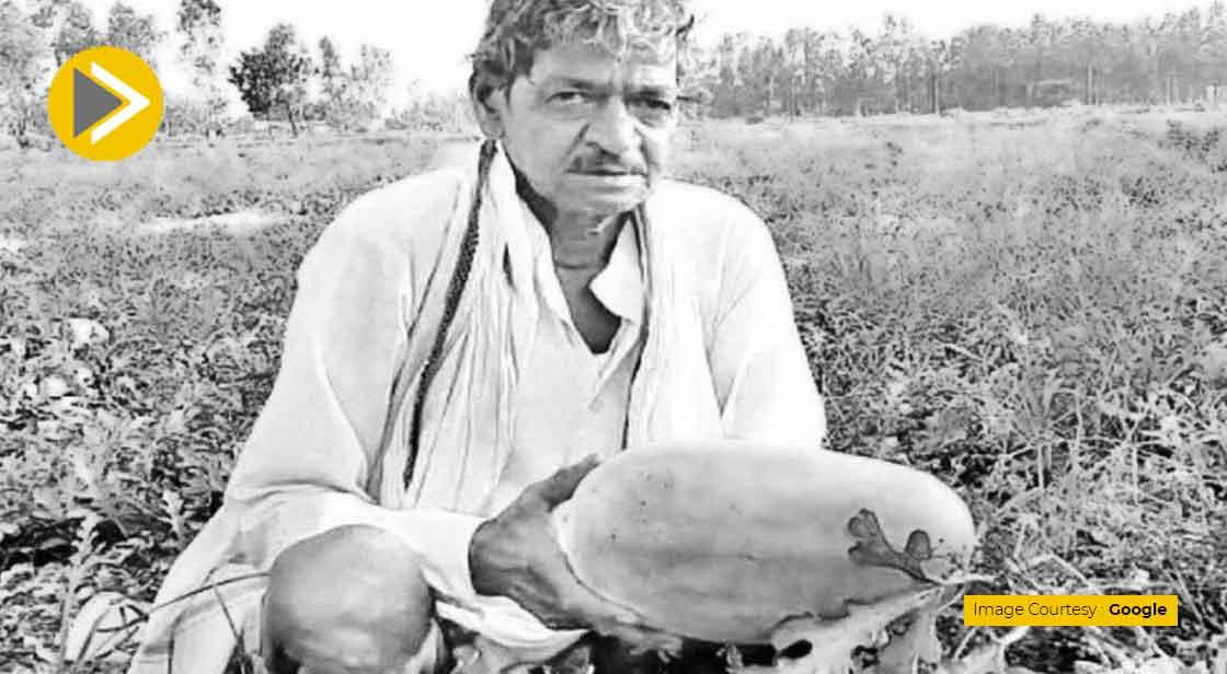 किसान ने उगाया पीले रंग का तरबूज