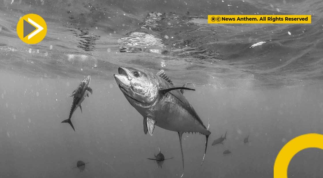 Study Says Climate Change Can Cause Decline in Fish Species