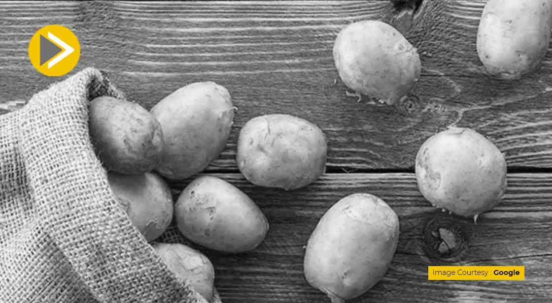 cpri-shimla-prepared-potato-seed