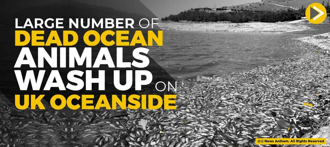 Large Number Of Dead Ocean Animals Wash Up On UK Oceanside