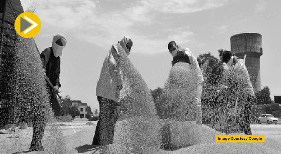 गेहूं की खरीद से घटा सरकारी खजाने का बोझ 