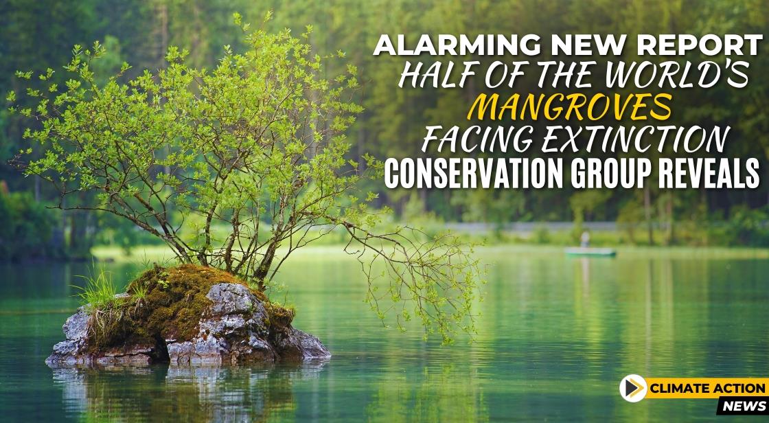Alarming New Report: Half of the World's Mangroves Facing Extinction, Conservation Group Reveals