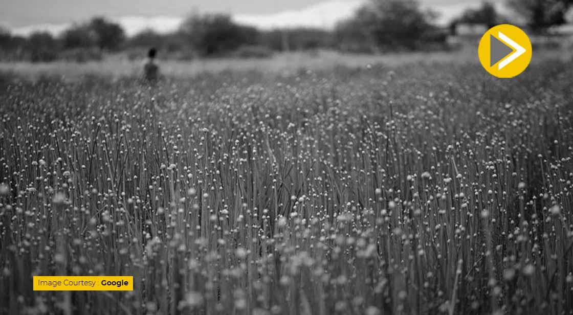 Mexico Aims to Triple its Fertilizer Production