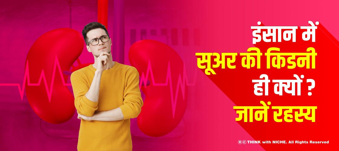 इंसान में सूअर की किडनी ही क्यों ? जानें रहस्य
