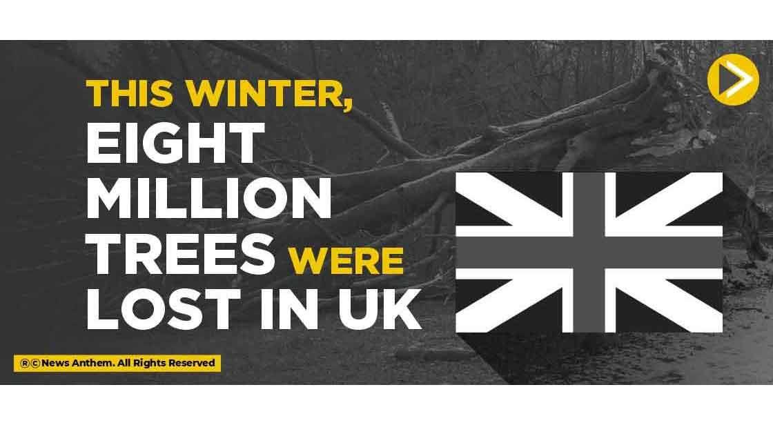 This winter, Eight million trees were lost in the UK