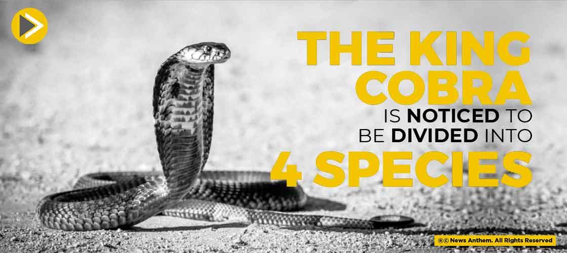 The King Cobra Is Noticed To Be Divided Into Four Species