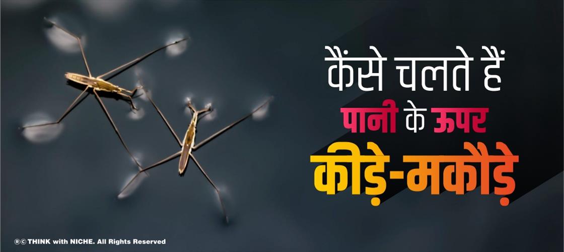 कैंसे चलते हैं पानी के ऊपर कीड़े-मकौड़े