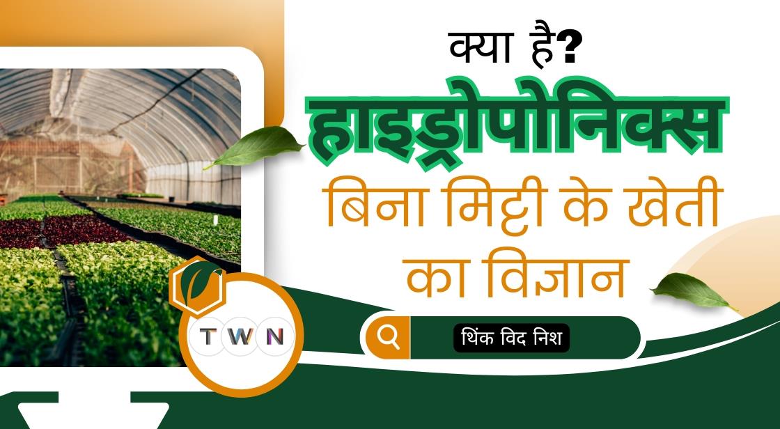 क्या है हाइड्रोपोनिक खेती और क्यों इसे माना जा रहा है भविष्य की कृषि?