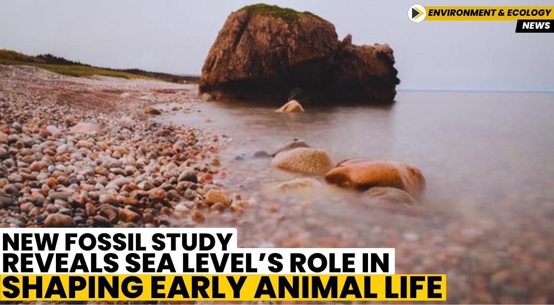 New Fossil Study Reveals Sea Level’s Role in Shaping Early Animal Life