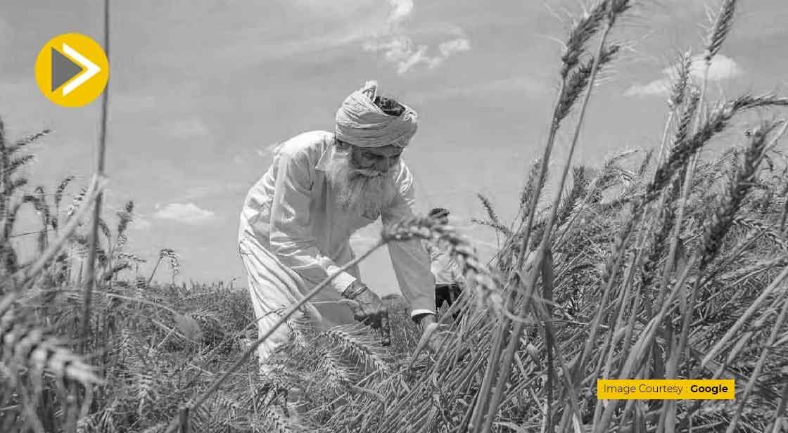 The Relaxation in India's Export Restrictions will Lower the Global Price of Wheat