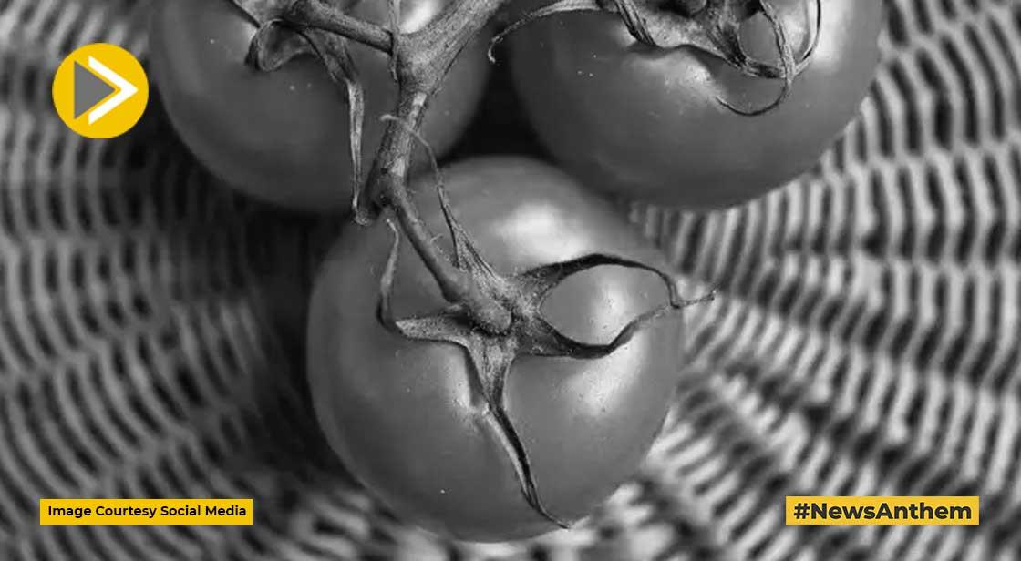 Tomatoes are Transforming the Lives of Himachal Farmers in Solan, Sirmaur, and Kullu