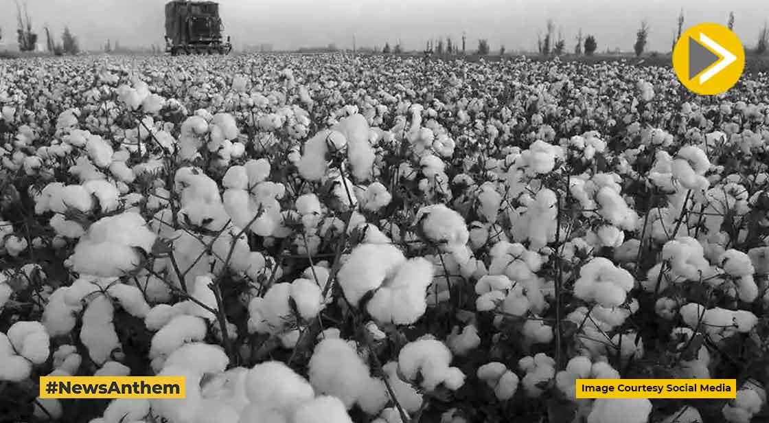 Cotton Import Duty Exemption Extended Until October 31