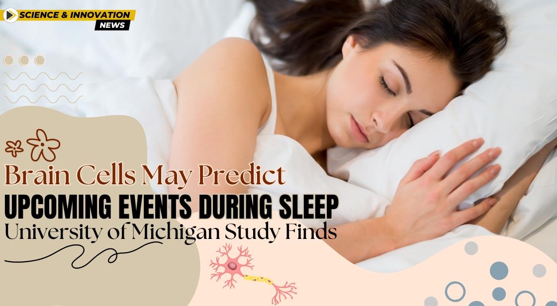 Brain Cells May Predict Upcoming Events During Sleep University of Michigan Study Finds