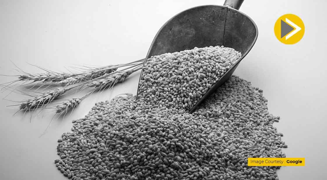 Wheat Prices Rise in the Global Market due to ban on India's Exports