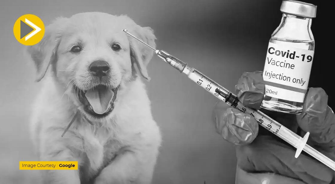 जानवरों के लिए लॉन्च हुई Anocovax कोरोना वैक्सीन