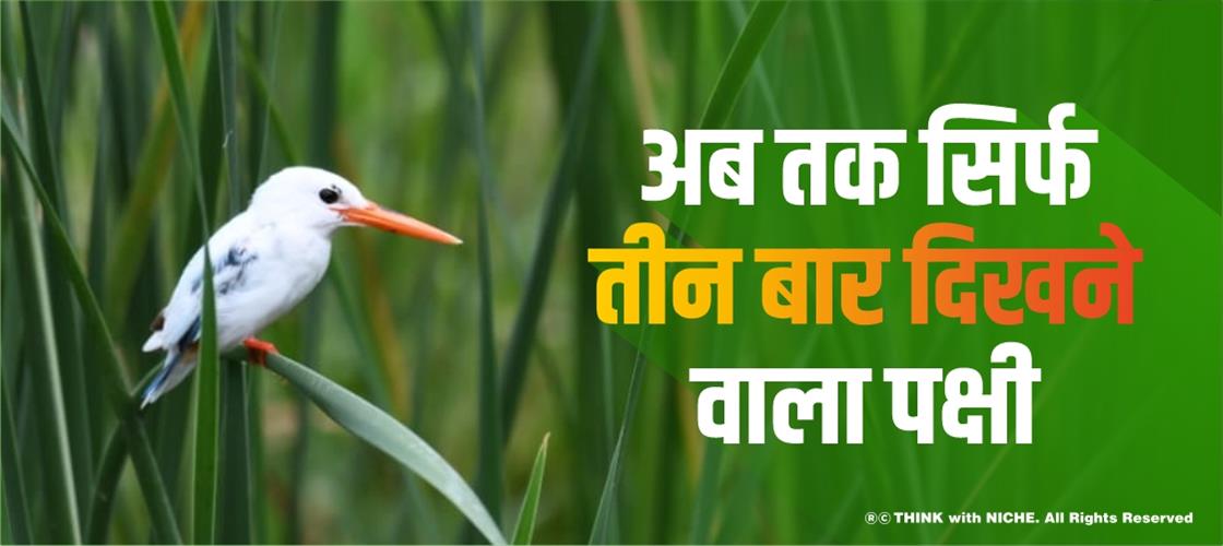 अब तक सिर्फ तीन बार दिखने वाला पक्षी