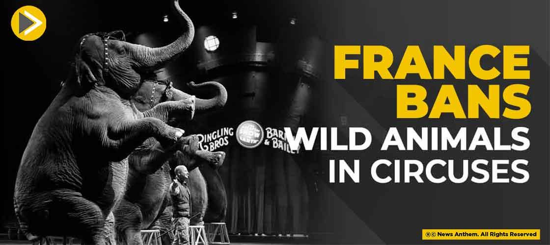 France Bans Wild Animals in Circuses