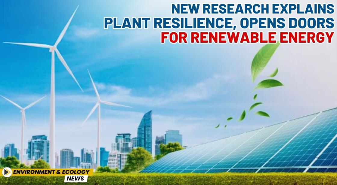 New Research Explains Plant Resilience, Opens Doors for Renewable Energy