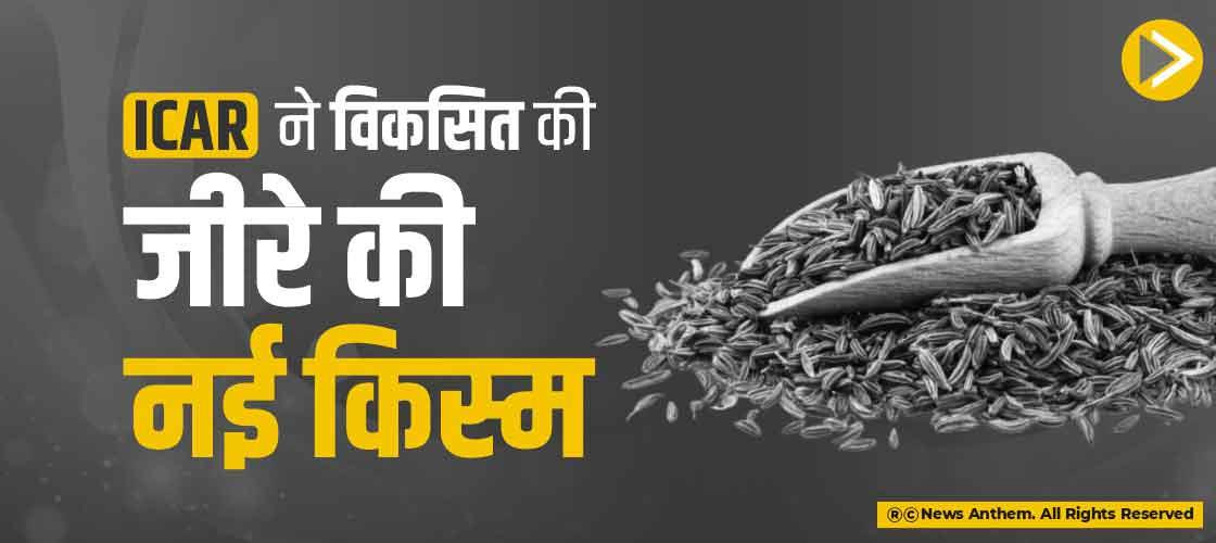 ICAR ने विकसित की जीरे की नई किस्म