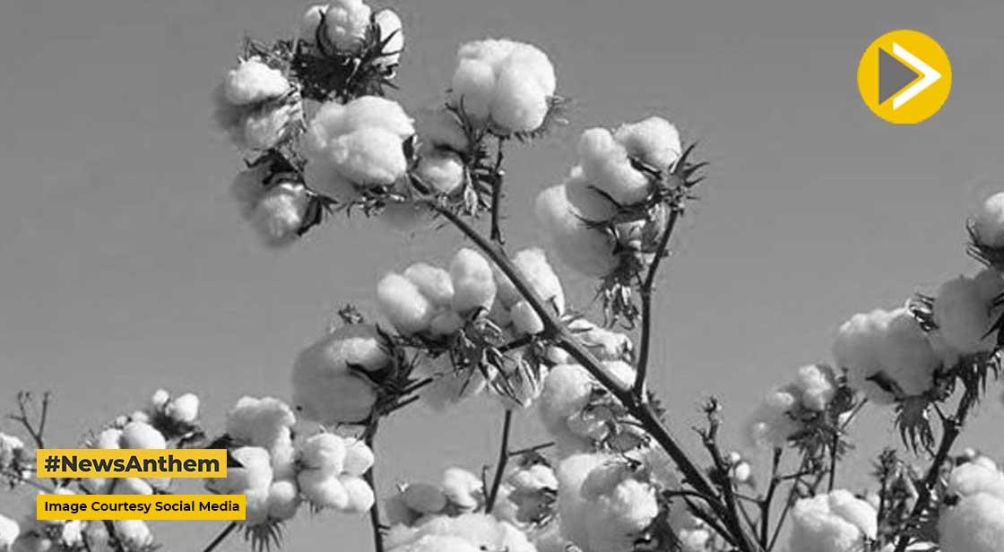 Global Cotton Production to rise by 3%:USDA