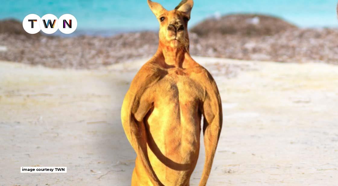 red kangaroo muscles