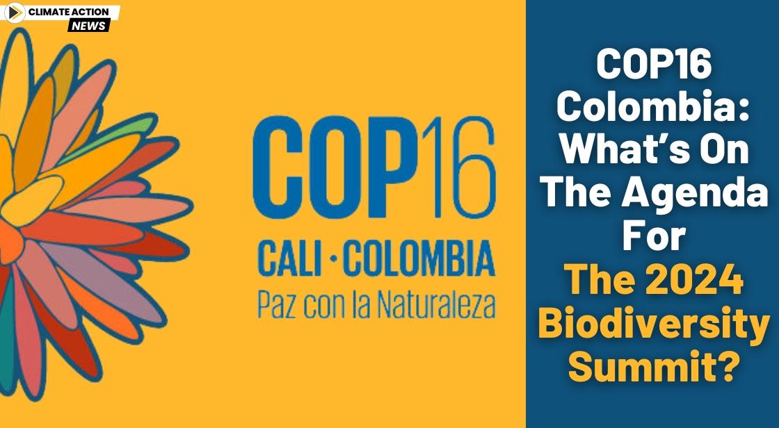 COP16 Colombia: What’s on the Agenda for the 2024 Biodiversity Summit?