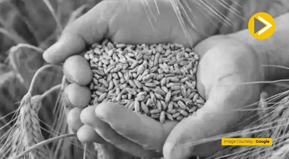 UAE Suspends the Export of Wheat for Four Months