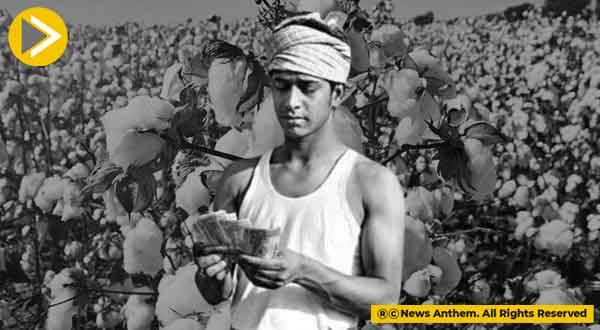 कपास के दाम रिकॉर्ड ऊंचाई पर, किसानों को फायदा