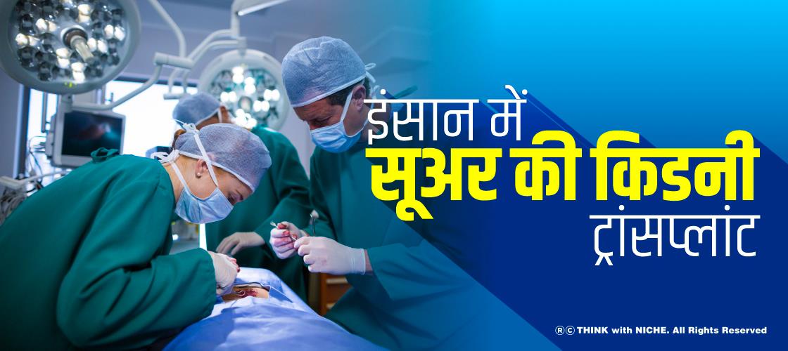 इंसान में सूअर की किडनी ट्रांसप्लांट