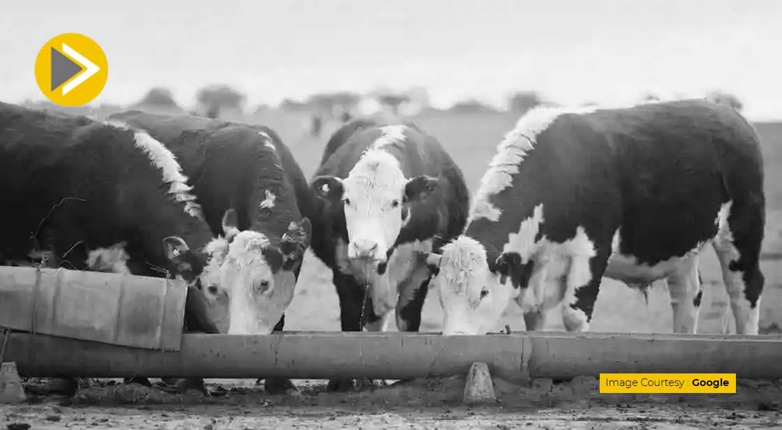 Startups Offer hi-tech Solutions to Livestock Sector