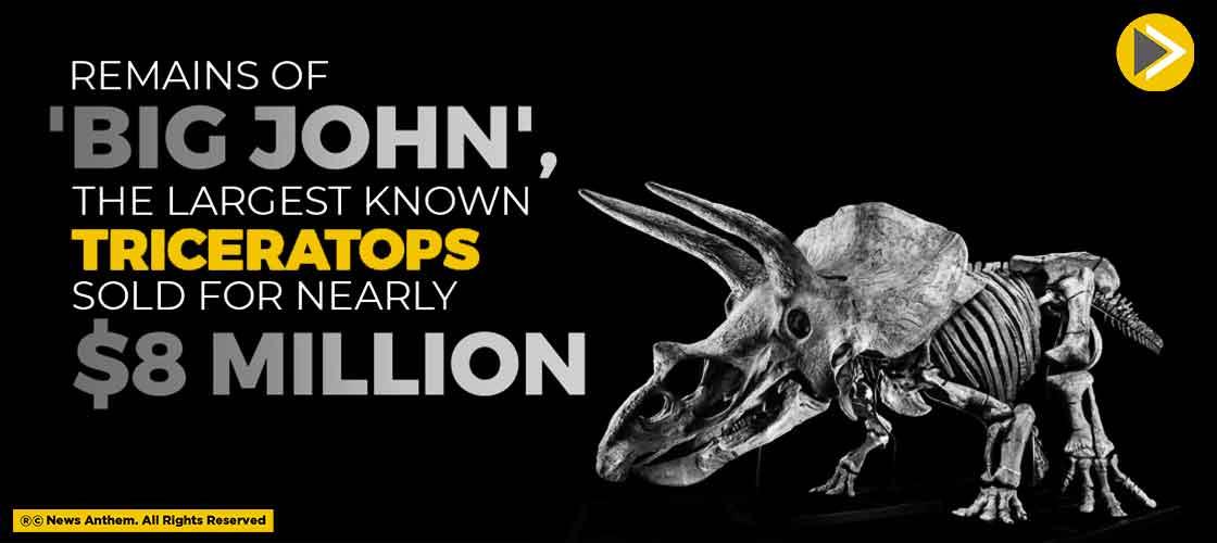 Remains Of 'Big John', The Largest Known Triceratops Sold For Nearly $8 Million