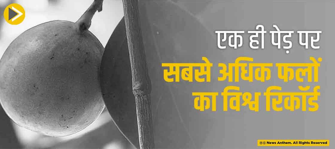 world-record--most-fruits-on-a-single-tree