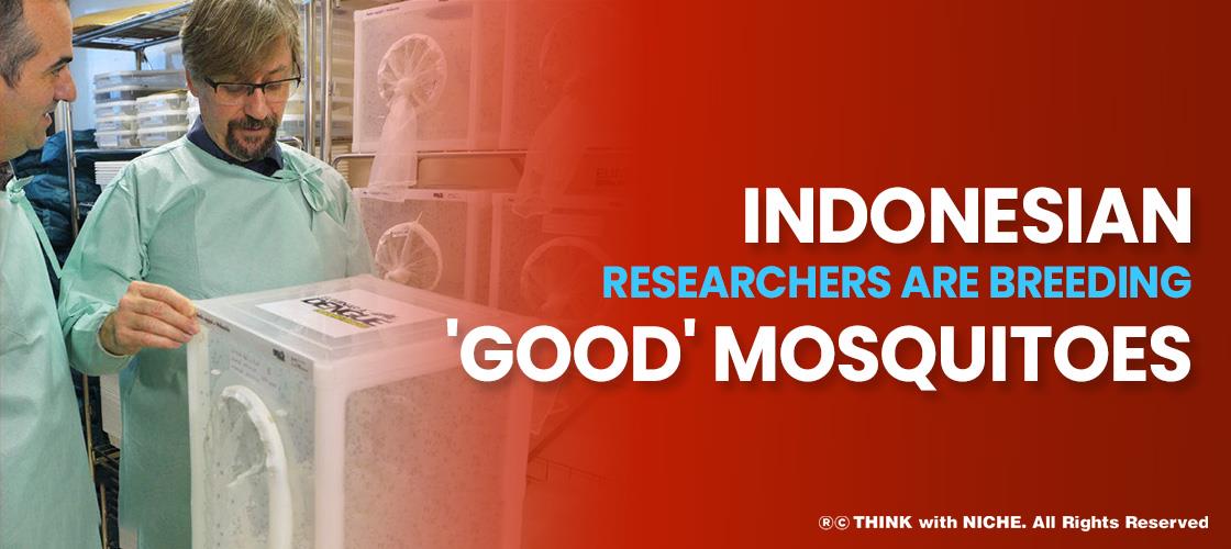 Indonesian Researchers Are Breeding 'Good' Mosquitoes