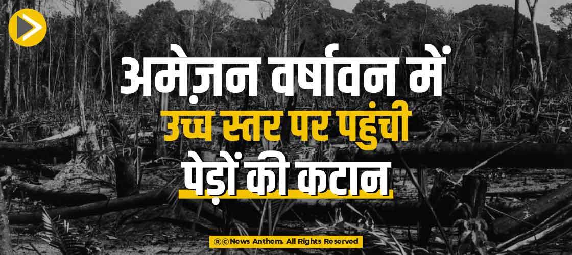 अमेज़न वर्षावन में उच्च स्तर पर पहुंची पेड़ों की कटान