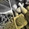 Is Dairy Or Meat Worse For The Environment?