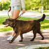 5 Steps To Open A Dog Walking Business