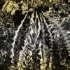 A Native Hawaii Fern That Was Thought To Be Extinct Discovered Alive And Well