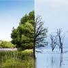 What Is The Devastating Impact Of Climate Change On Nature?