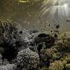 Great Barrier Reef Is In Danger